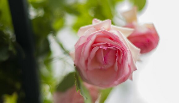 Fiori e piante lungo la Passeggiata