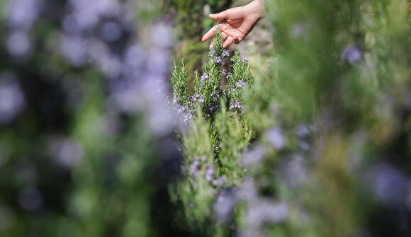 Merano Flower Festival:  Herb Garden