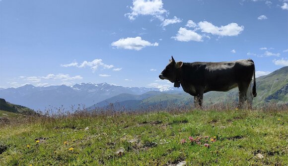 Ceremonial Cattle Drive in Matsch