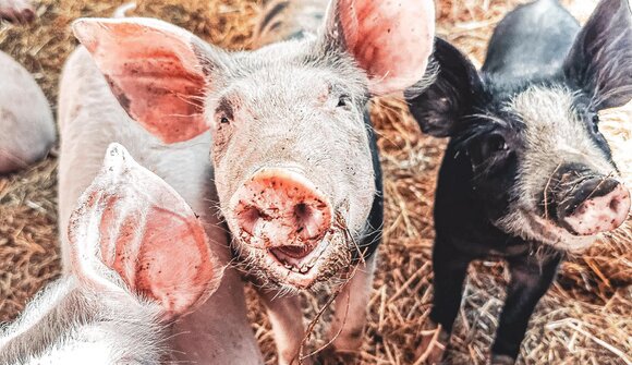 Experience true organic quality