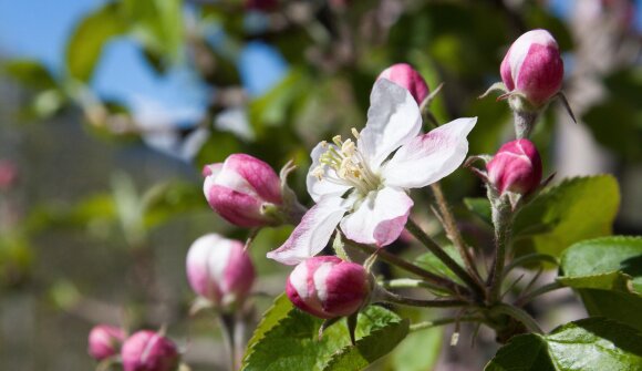 Frühlingsfest im Ansitz Dornach