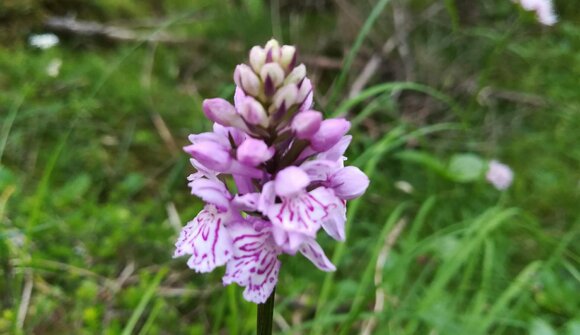 Botanical walk "What's growing there?"