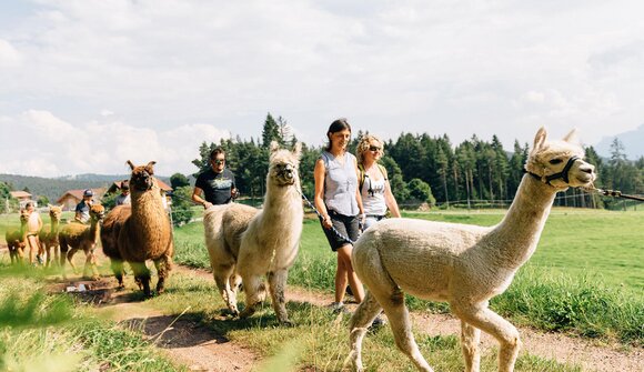 Lapakafun: Lama & Alpaca Hikes