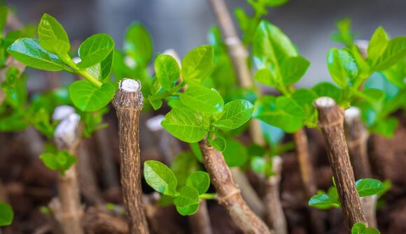Merano Flower Festival - Doctor Green
