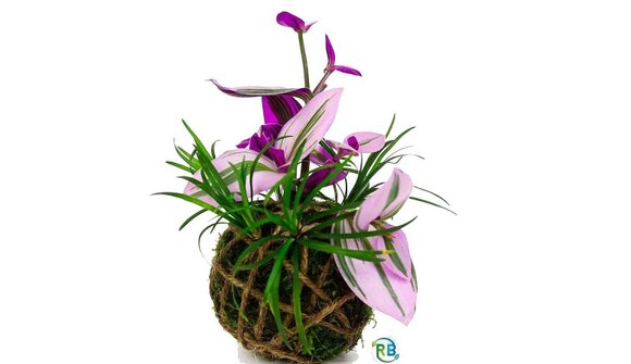 Merano Flower Festival: Workshop Kokedama