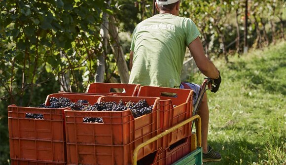 Die Welt eines Freien Weinbauern