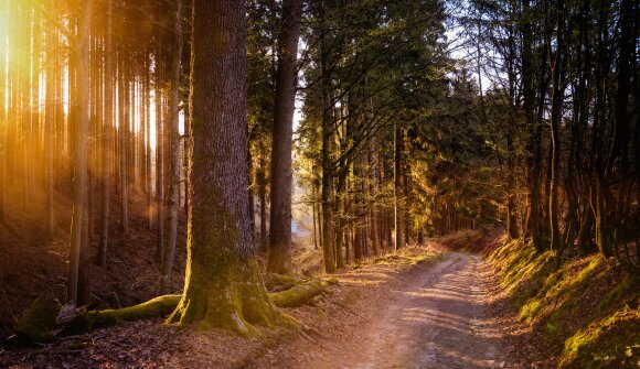 1° anniversario Bosco della Memoria