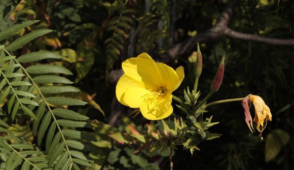 Serata nel giardino delle erbe