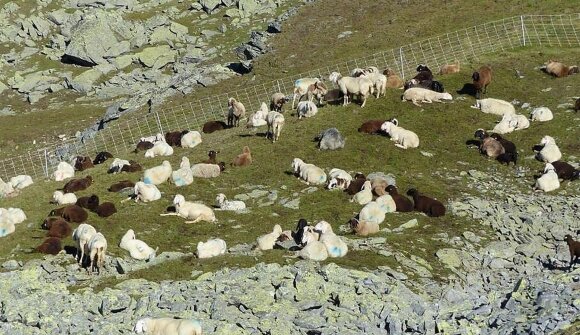 Royal discipline: herding sheep