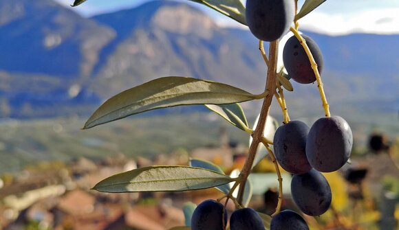 TerrAromen - Degustazione olio d’oliva