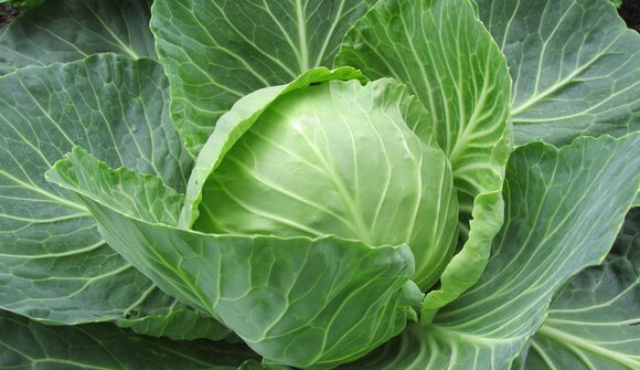 Kultur im Herbst - Mehr als Sauerkraut