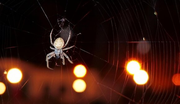 Naturmuseum - Unheimlich spannend