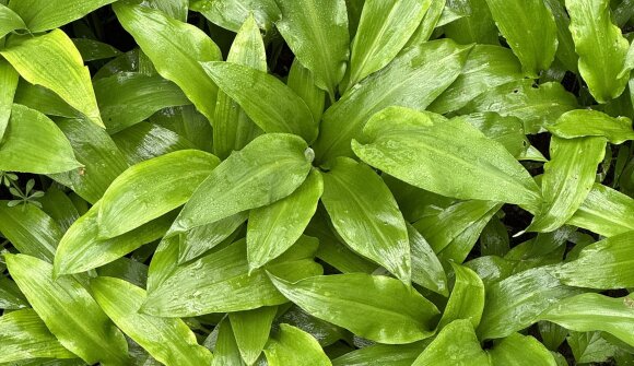 Konferenz der Arbeitsgruppe Flora