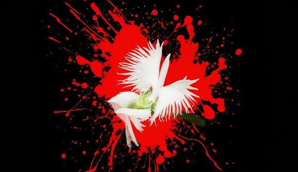 Murder at the Museum – The Flower of Evi