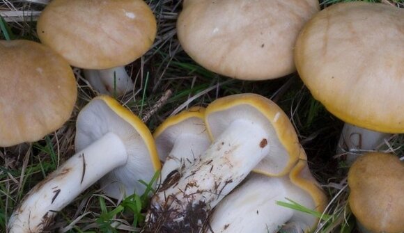 Excursion: The Awakening of Mushrooms