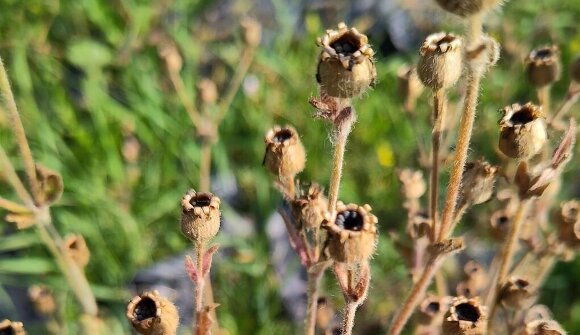 Biodiversität durch regionales Saatgut
