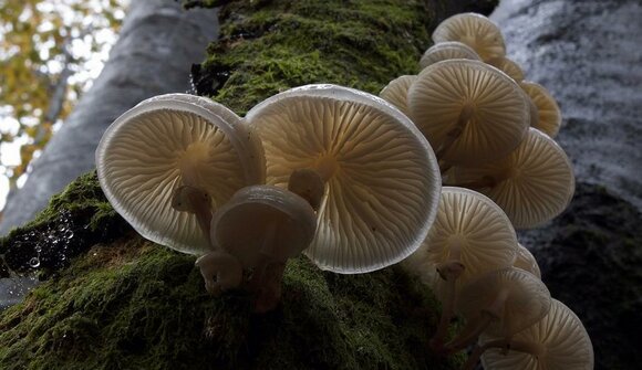 Biological diversity of mushrooms