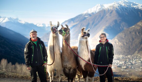 Giornata di esperienza con i lama