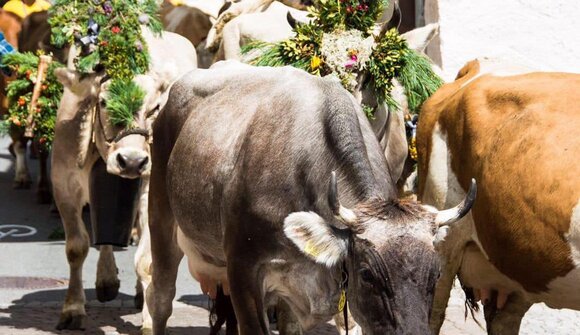Driving down of cattle in Clusio
