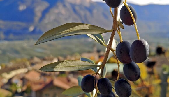 TerrAromen - Olivenölausgabe