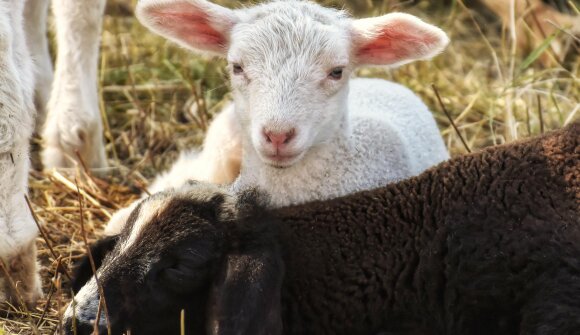 Schafabtrieb in Capriana