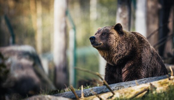 Buchvorstelltung: Ursus Brenta