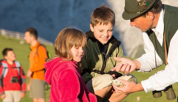 Discovery - Megachirella wachtleri