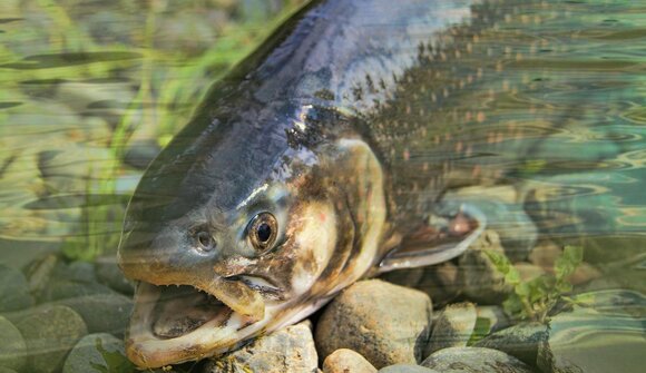 Muoviti a Merano: The trout wedding