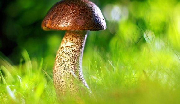 Authorisation for mushroom picking