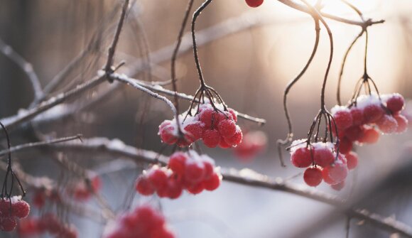 Super park winter edition