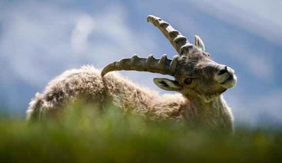 Hunting and Traditions Festival