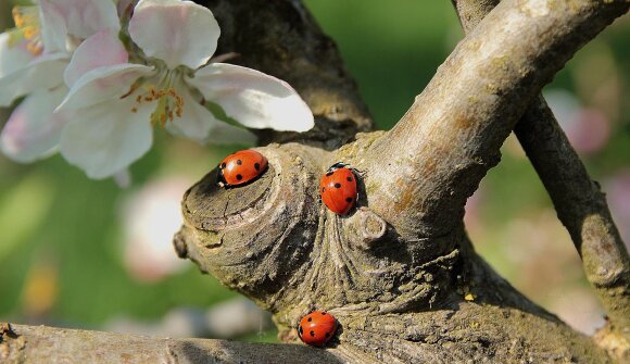 Festa di Primavera