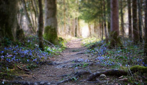 Passeggiate nei boschi del Monte Corno
