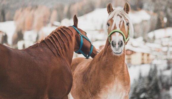 Esperienza invernale a cavallo