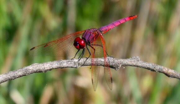 Le libellule nel cambiamento globale