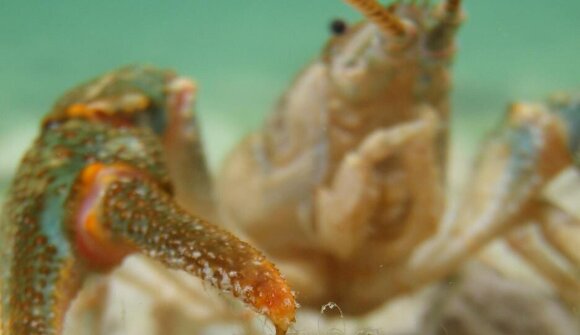 Vortrag: Flusskrebse