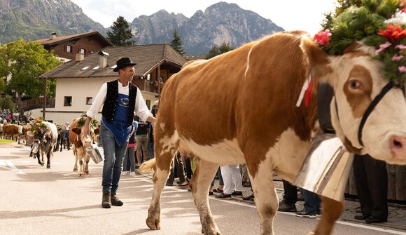 Transumanza del bestiame dal pascolo