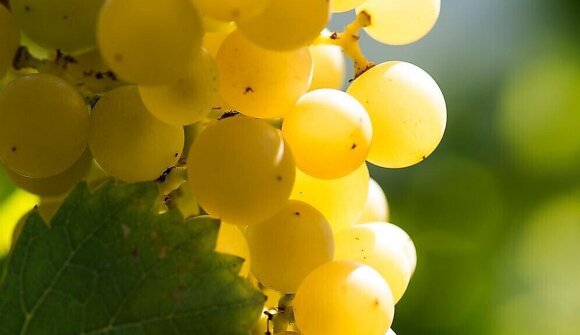 Wein-, Sekt- und Olivenöl - Lieselehof