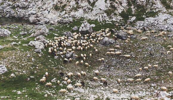 Nos Ladins - Alpine pasture life