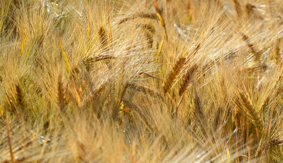 Il gusto dei cereali in quota