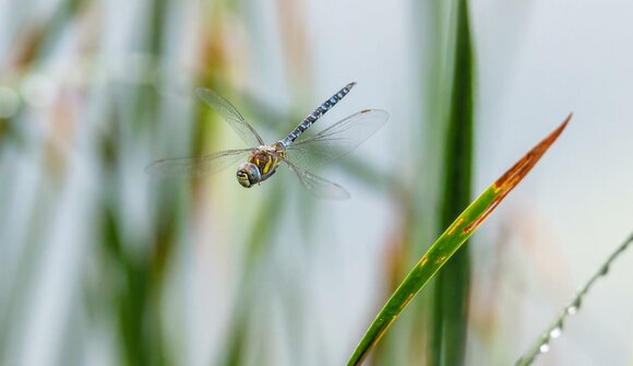 Alla scoperta del biotopo di Brozin