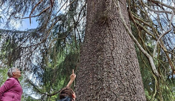 Escursioni: gli abeti secolari