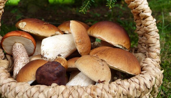 Festa sociale del Gruppo Micologico