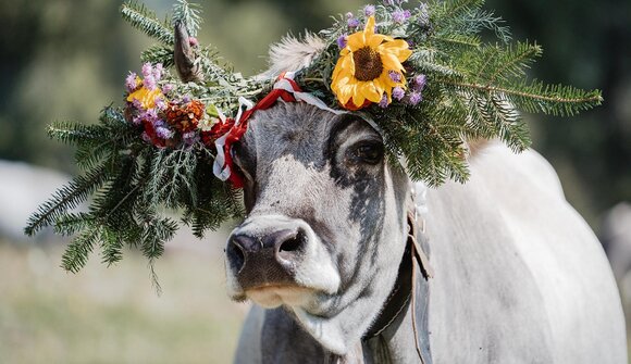 Almabtrieb in Aldein