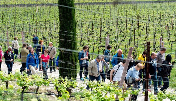 Kalterer Weinwandertag