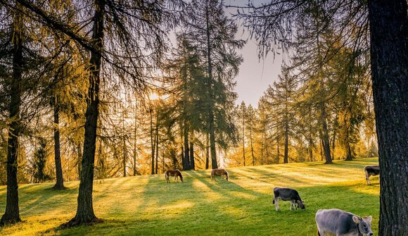 Saltenauftrieb und Saltenfest