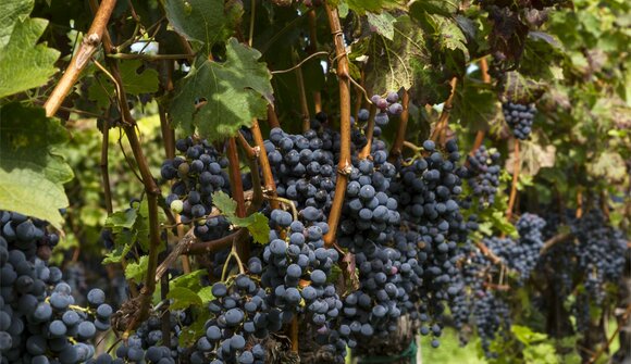 Geführte Apfel- und Weinwanderung