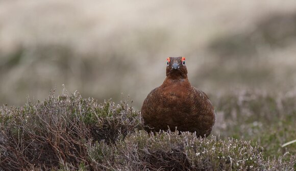 Infoabend mit Walter Eccli