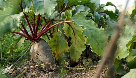 Farm to table - open day