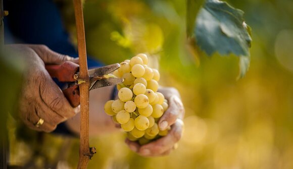 Vivere il vino! (Psairer Herbst)